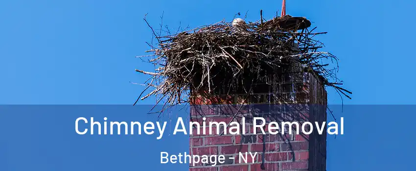  Chimney Animal Removal Bethpage - NY